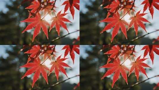 秋分枫叶特写唯美秋景微距视频高清在线视频素材下载