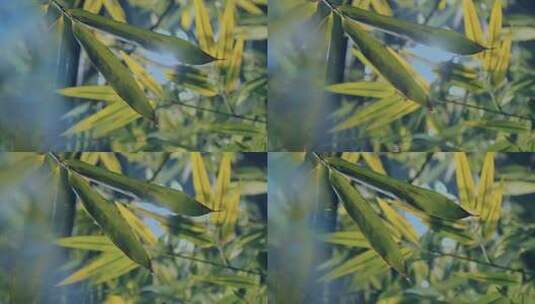 院子里的竹子竹林竹影毛竹高清在线视频素材下载