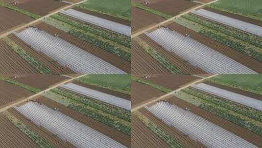 千亩萝卜覆膜延时高清在线视频素材下载