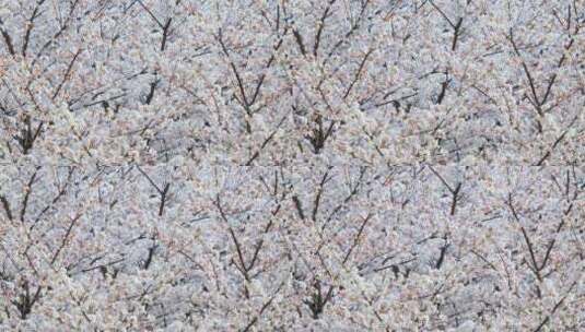 航拍春天的樱花花朵高清在线视频素材下载