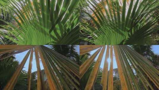 逆光下棕榈叶高清在线视频素材下载