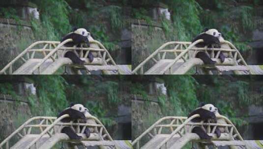 陕西大熊猫高清在线视频素材下载