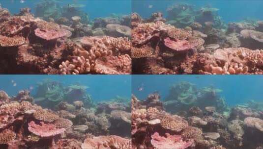海底的珊瑚礁高清在线视频素材下载