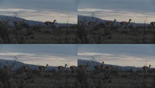 骆驼走过阿根廷的开阔平原高清在线视频素材下载