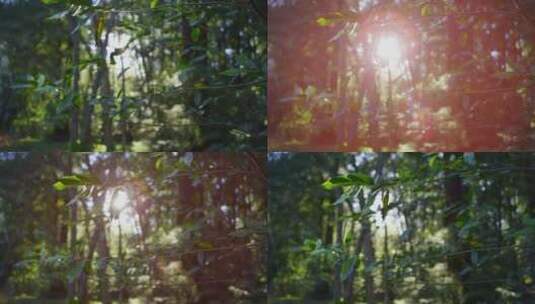 阳光透过森林的树叶高清在线视频素材下载