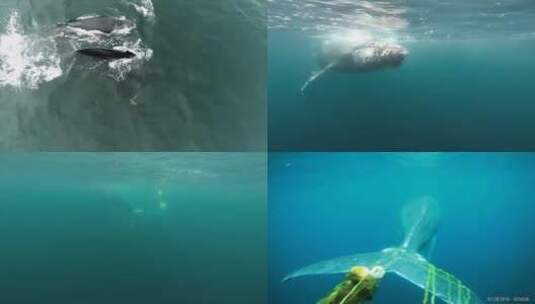 鲸鱼被渔具缠绕的航拍镜头高清在线视频素材下载