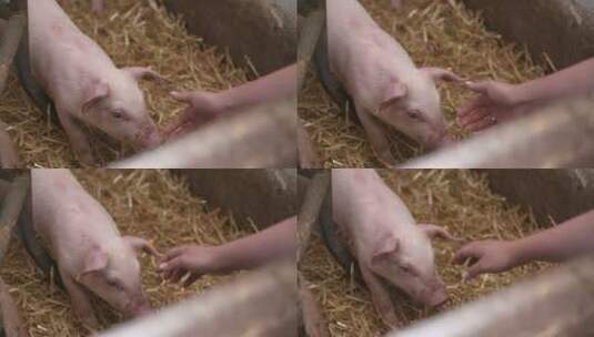 猪场上的小猪高清在线视频素材下载