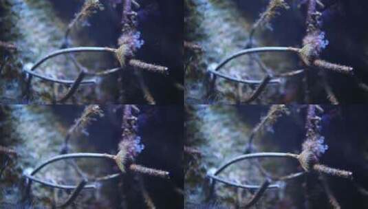 热带海洋的水生物高清在线视频素材下载