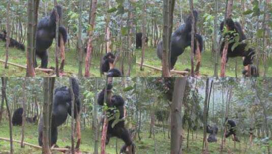 大猩猩在吃桉树的汁液高清在线视频素材下载