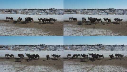 骆驼 驼队高清在线视频素材下载