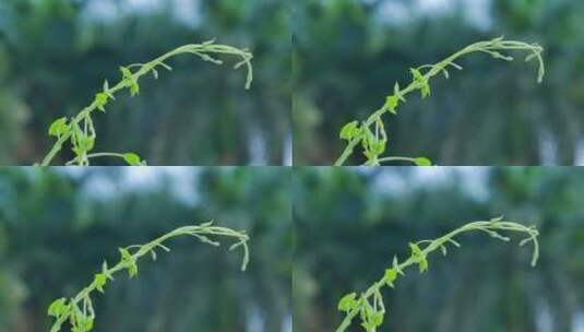 翼叶山牵牛花藤蔓高清在线视频素材下载