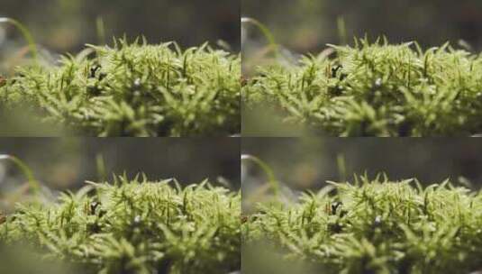 逆光拍摄透着光的苔藓高清在线视频素材下载