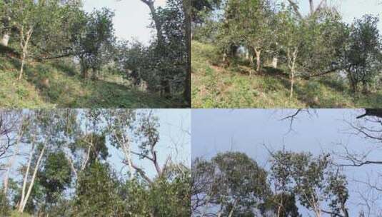 树林里的各种古树茶叶高清在线视频素材下载