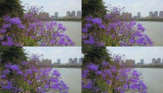 树上开满紫色的花高清在线视频素材下载