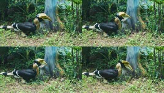 动物园里的大嘴犀鸟高清在线视频素材下载