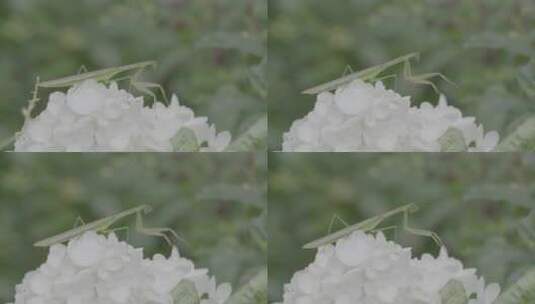 一只落在暴马丁香花上的螳螂LOG高清在线视频素材下载