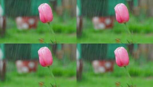 雨下的粉色郁金香高清在线视频素材下载