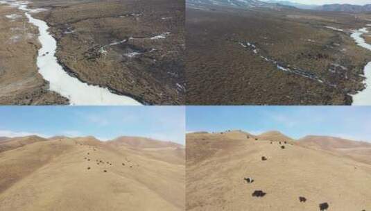 西藏青海 高原牦牛 航拍高清在线视频素材下载