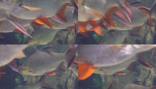 鲫鱼热带鱼雨林鱼类水下食人鱼高清在线视频素材下载