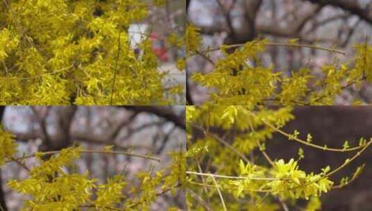 【镜头合集】黄色鲜花迎春花植物园高清在线视频素材下载