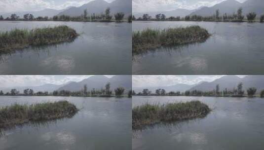 云南大理湿地鸟类16高清在线视频素材下载