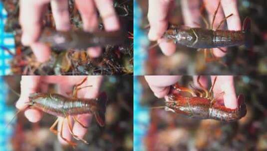 小龙虾鲜活高清在线视频素材下载