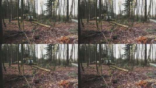秋天的森林高清在线视频素材下载