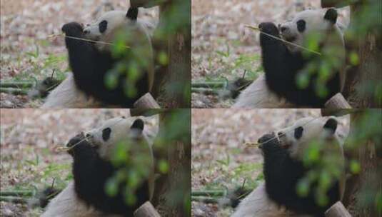 可爱的国宝大熊猫吃竹子高清在线视频素材下载