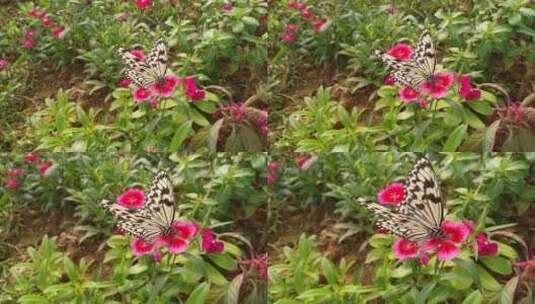 蝴蝶谷蝴蝶昆虫摄影高清在线视频素材下载