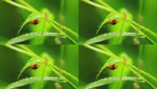 夏日雨后可爱的蜗牛在翠绿的草上觅食高清在线视频素材下载