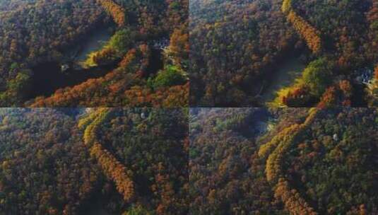 江苏南京秋天的灵谷景区高清在线视频素材下载