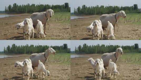 山羊 小羊羔 一群羊 母爱 动物母爱高清在线视频素材下载