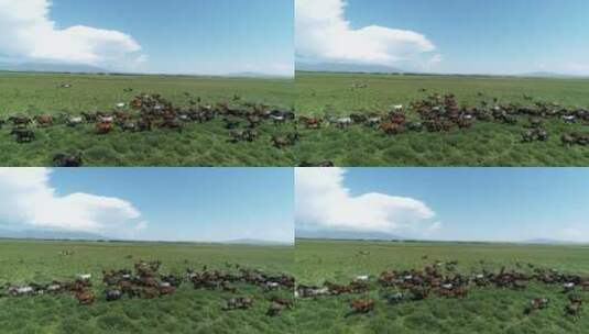 新疆昭苏军马场一群骏马在草原上奔腾高清在线视频素材下载