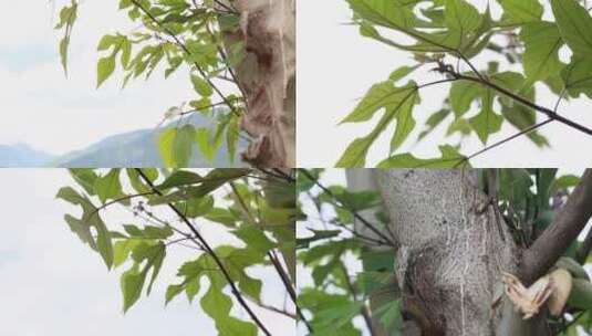 构树构树叶高清在线视频素材下载