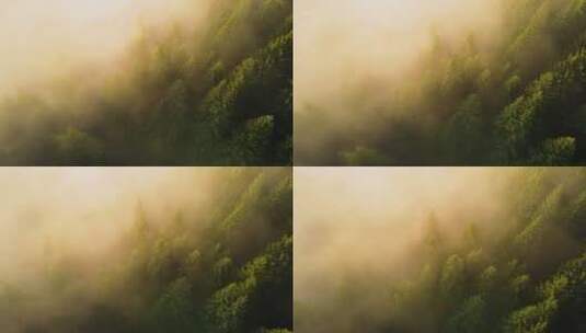 云雾缭绕的森林高清在线视频素材下载