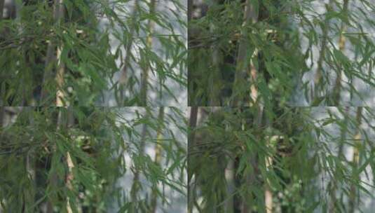 竹子竹叶意境镜头8K实拍高清在线视频素材下载