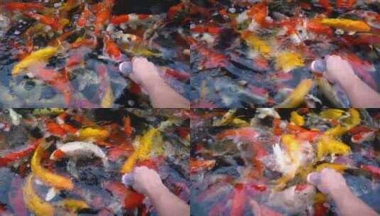 池中的锦鲤高清在线视频素材下载