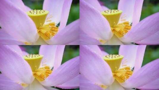 实拍4K120P荷花花卉水珠花蕊视频素材高清在线视频素材下载