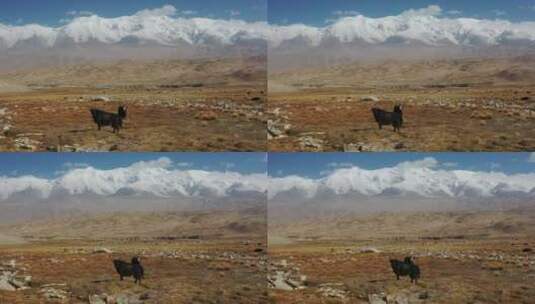 新疆帕米尔高原公格尔九别峰雪山风光高清在线视频素材下载