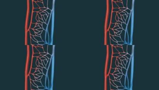 医学血管动静脉毛细血管血液肺循环动画高清在线视频素材下载