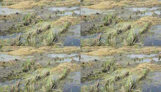稻田农田污染高清在线视频素材下载