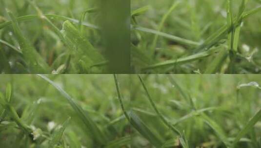 草和植物叶子上的雨滴特写高清在线视频素材下载