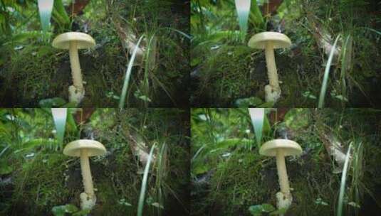 【4K原创】原始森林野生蘑菇绿色苔藓植物2高清在线视频素材下载