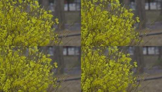 春天植物刚刚冒出嫩芽高清在线视频素材下载