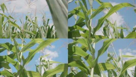 玉米地 苞米地 农作物 蓝天白云下的农场高清在线视频素材下载