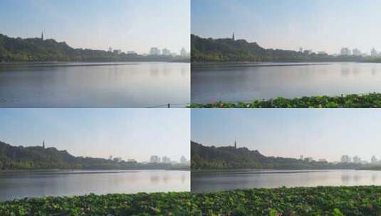 夏天杭州西湖里碧绿的荷叶和粉红的莲花高清在线视频素材下载