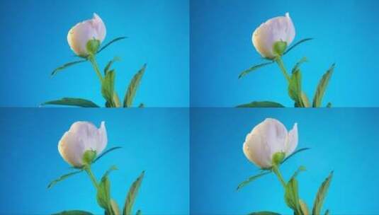 白色牡丹花在蓝色背景上盛开高清在线视频素材下载