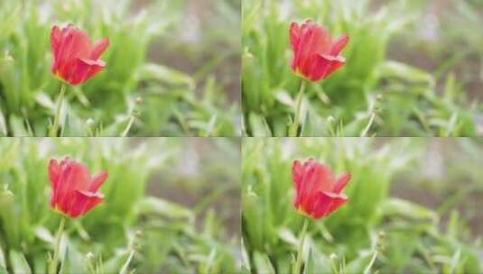 草地中的红色郁金香高清在线视频素材下载