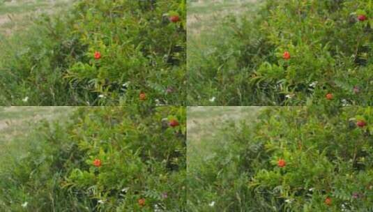 树上开花的石榴果实 (2)高清在线视频素材下载
