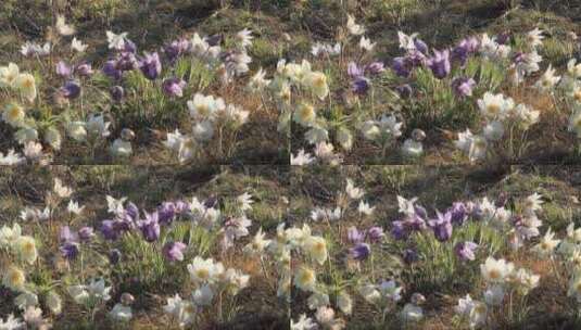 呼伦贝尔草原野生花卉白头翁高清在线视频素材下载